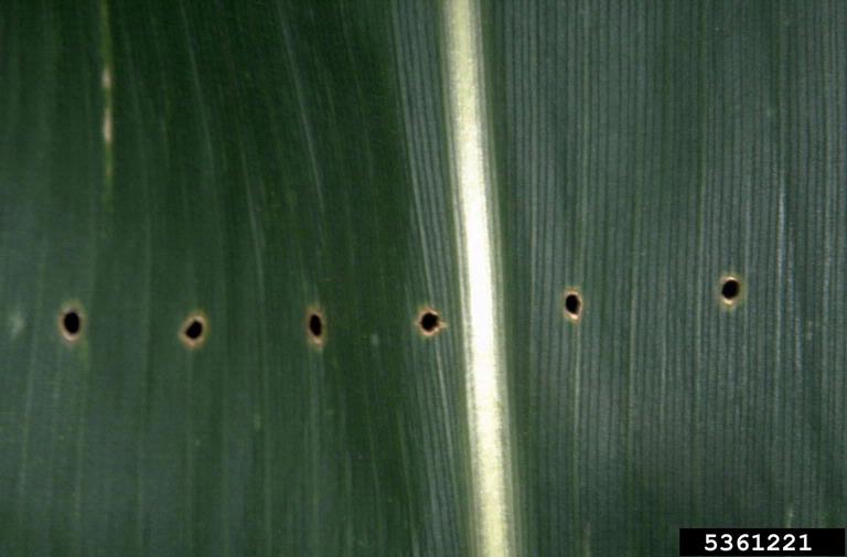 European corn borer damage